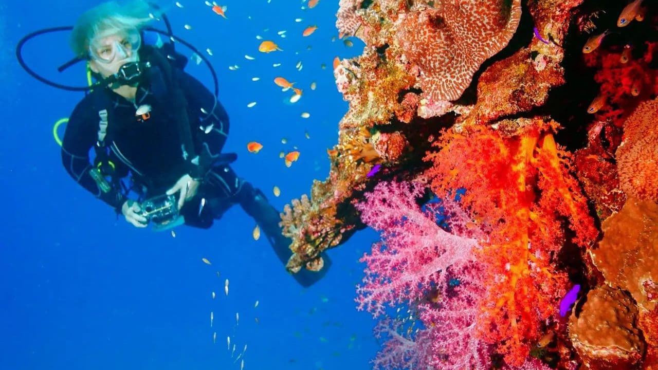 Punta Cana 40ft Recreational Diving Adventure ā Guided tour and outdoor activity
