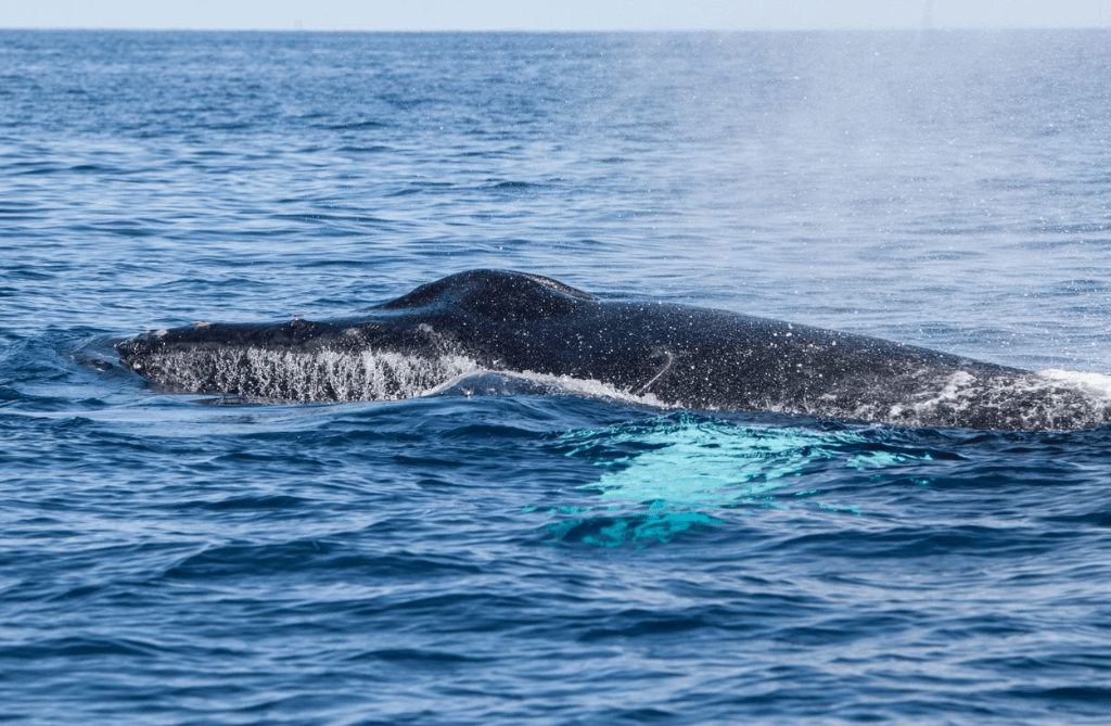 Do Humpback Whales Return to Samaná Bay Every Year?