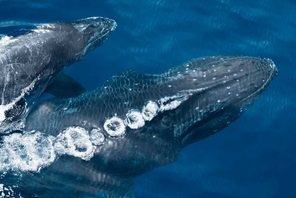Early-Season Whale Watching in the Dominican Republic