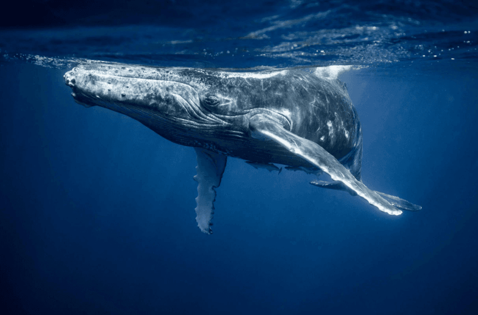 Choosing a Samaná Whale-Watching Boat Tour: 2027 Guide