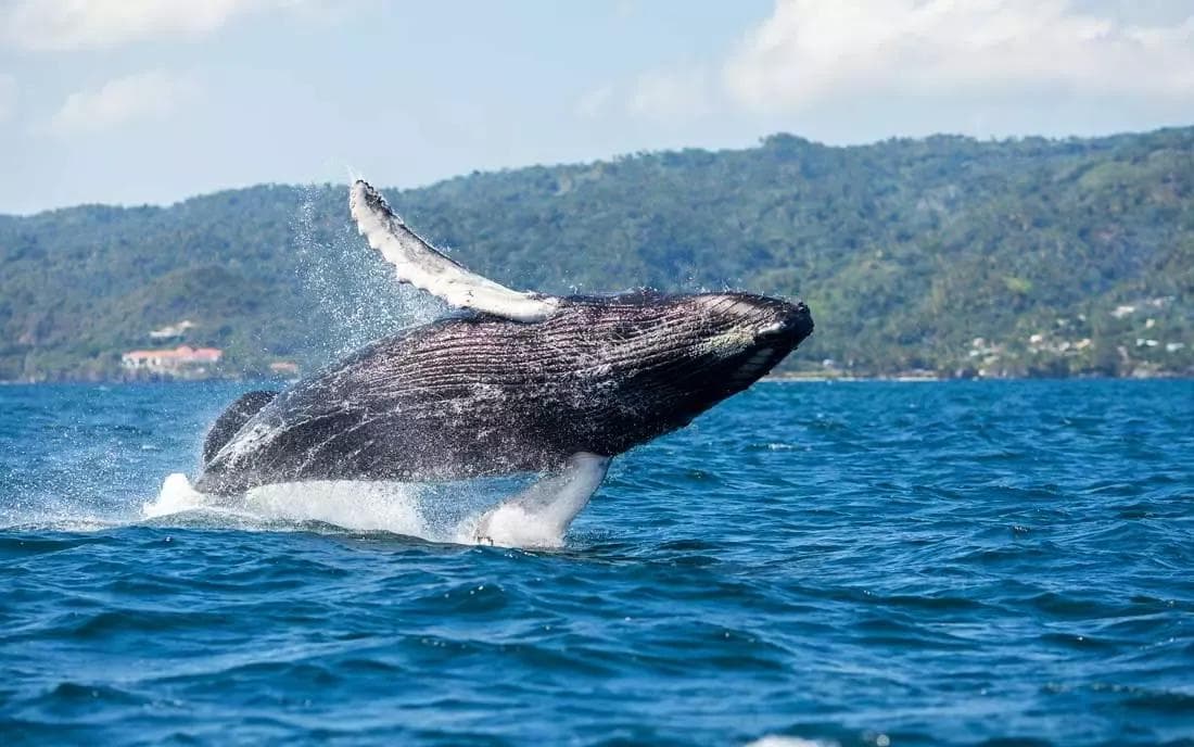 Whale Watching in Samaná: Best Tours & Season Guide 2027
