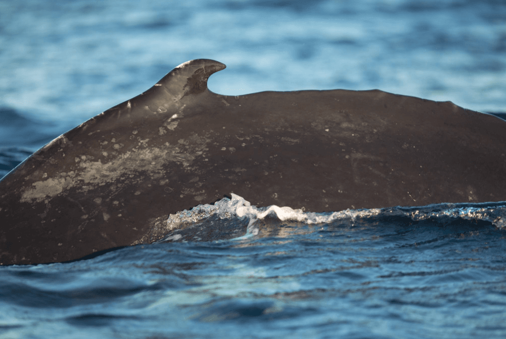 How Humpback Whales Navigate the Ocean Without GPS
