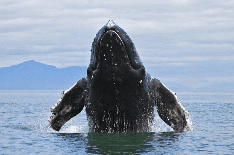 How Do Humpback Whales Mate? Breeding Behavior Explained