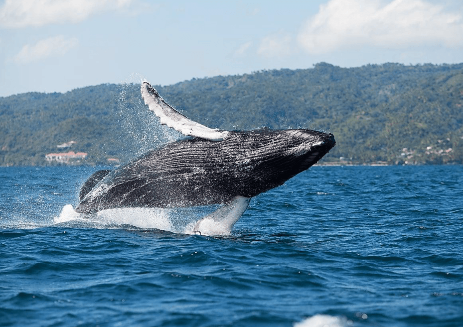 Best Time of Day for Whale Watching in Samaná (2027)