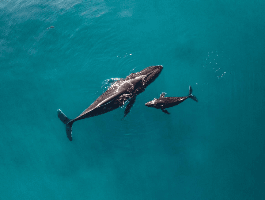 How to Avoid Whale-Watching Scams in Samaná: A Visitor's Guide