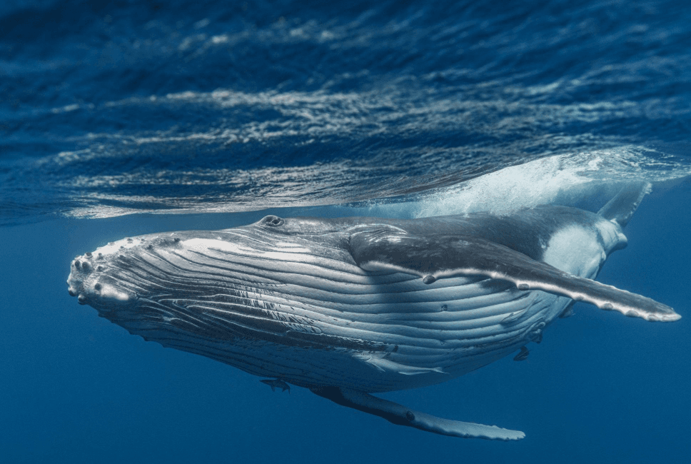 How Scientists Estimate Humpback Whale Age