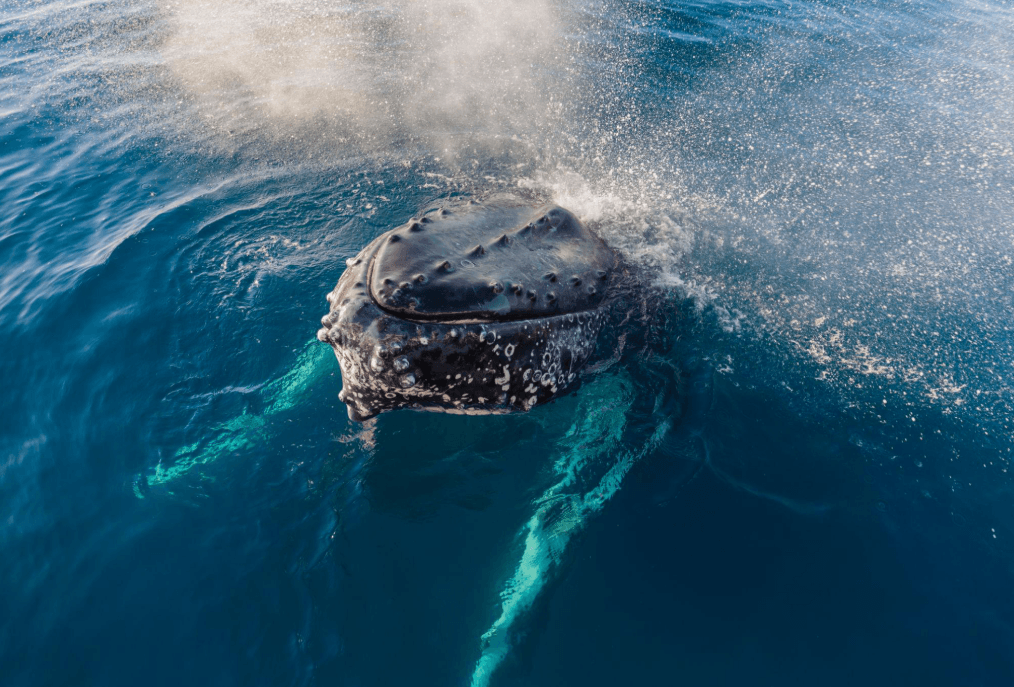 Humpback Whale Tail Flukes: Markings, Shape & Facts