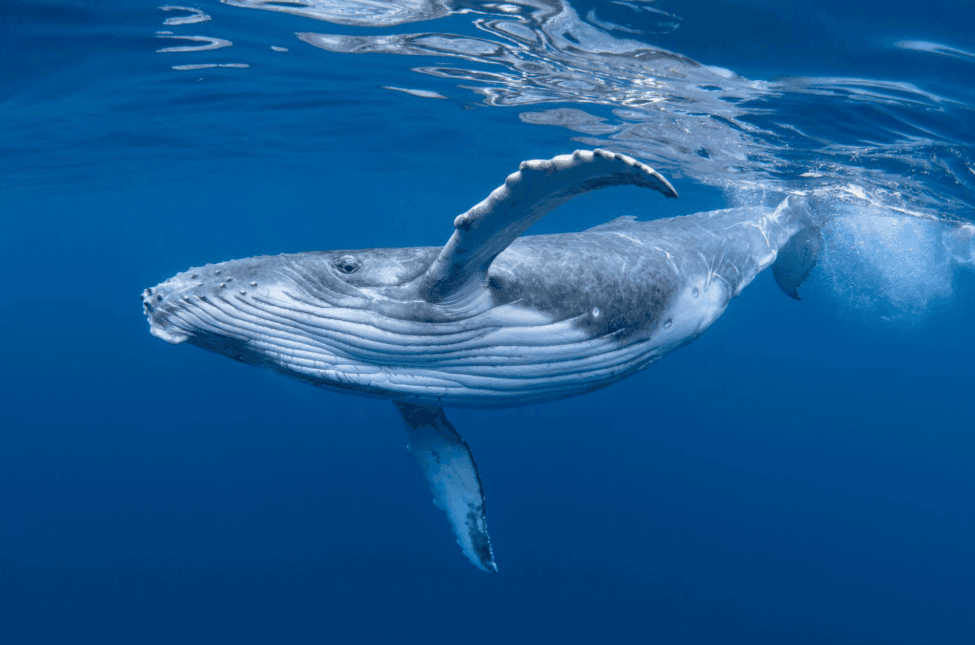 Why Does the Ocean Look Silver During Whale Watching in Samaná Bay?