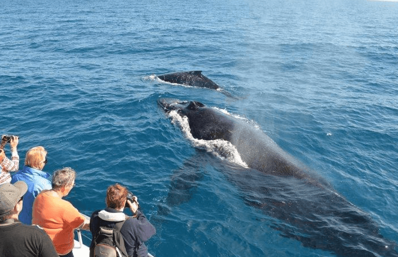 Why Does the Ocean Change Color During Whale Watching in Samaná Bay?