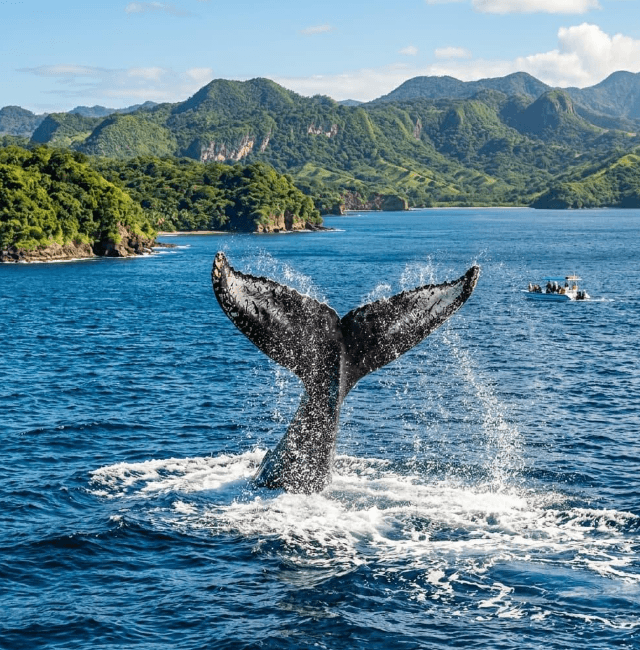 Late-Season Whale Sightings Around the Samaná Peninsula